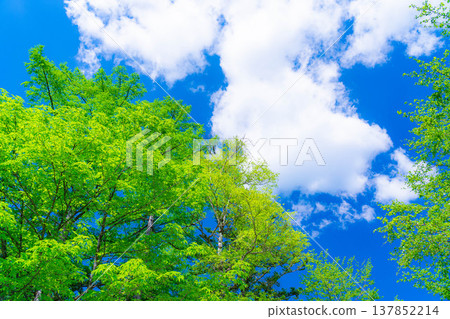 【清新綠意】上高地（長野縣）的耀眼清新綠意與蔚藍天空 137852214