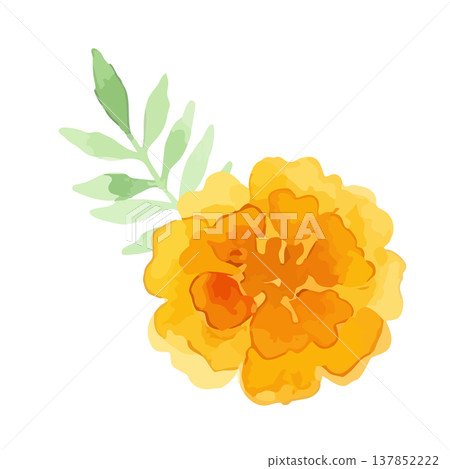 水彩風格的萬壽菊插圖 137852222