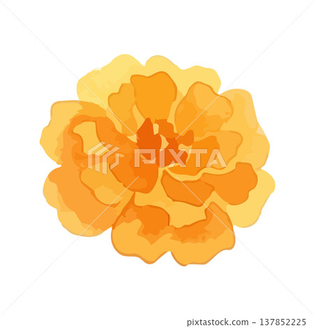 Watercolor-style illustration of marigolds Watercolor-style illustration of marigolds 137852225