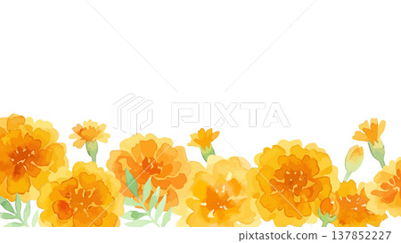 水彩風格的萬壽菊插圖 137852227