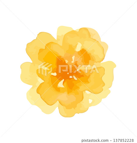 水彩風格的萬壽菊插圖 水彩風格的萬壽菊插圖 137852228