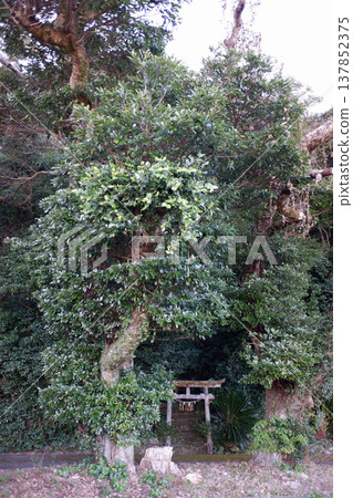 高知縣府戶藏水市灶門神社 高知縣府戶藏水市灶門神社 137852375
