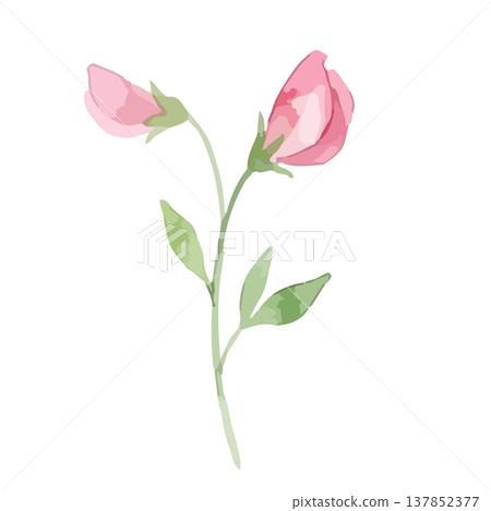 Watercolor-style illustration of sweet peas Watercolor-style illustration of sweet peas 137852377
