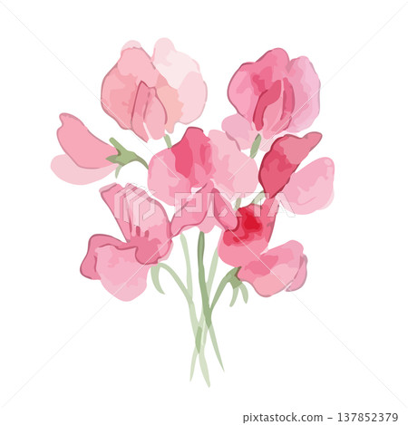 Watercolor-style illustration of sweet peas Watercolor-style illustration of sweet peas 137852379
