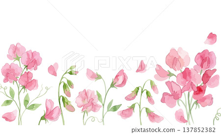 Watercolor-style illustration of sweet peas Watercolor-style illustration of sweet peas 137852382