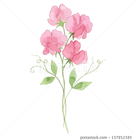 Watercolor-style illustration of sweet peas Watercolor-style illustration of sweet peas 137852385