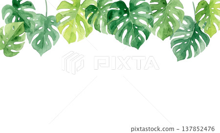 Watercolor-style illustration of a monstera Watercolor-style illustration of a monstera 137852476