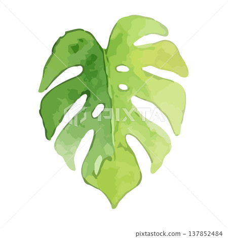 Watercolor-style illustration of a monstera Watercolor-style illustration of a monstera 137852484