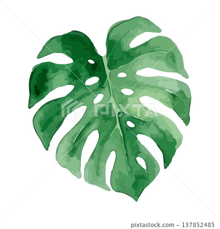 Watercolor-style illustration of a monstera 137852485