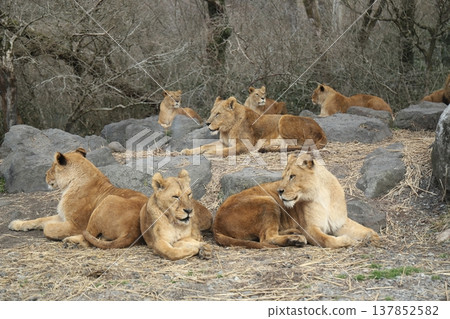 lion lion 137852582