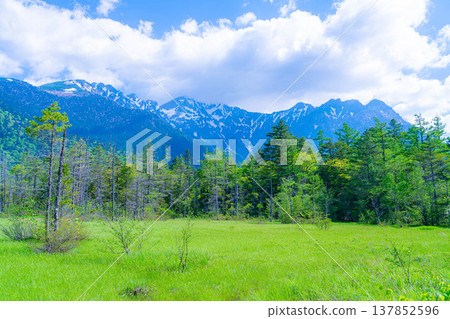 【壯麗景色】上高地田代濕地初夏的蔥綠意【長野縣】 【壯麗景色】上高地田代濕地初夏的蔥綠意【長野縣】 137852596