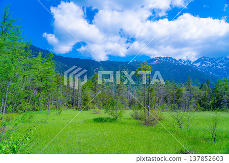 [Spectacular Scenery] Kamikochi's Tashiro Marsh and Fresh Greenery in Early Summer [Nagano Prefecture] 137852603