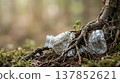 New life emerges from discarded plastic bottle entwined with tree roots in forest 137852621