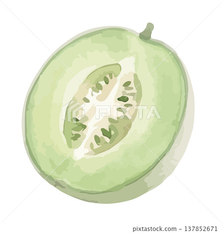 Watercolor-style illustration of a green-fleshed melon 137852671