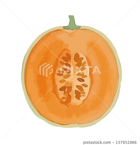 水彩風格的紅肉甜瓜插圖 137852866