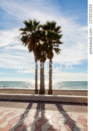 Three tall palms on the beach 137853020