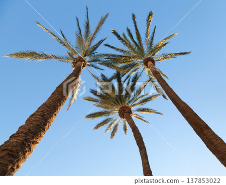 Three tall palms Three tall palms 137853022