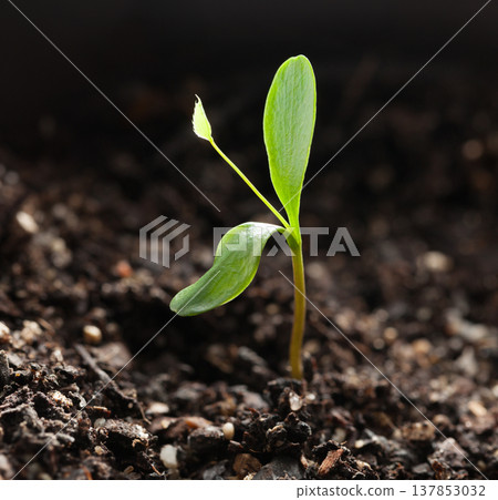 First leaves of small sprout 137853032