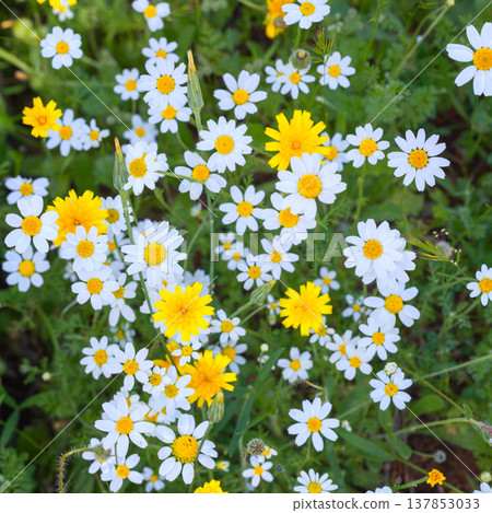 Patchwork of Daisies and Yellow Flowers Patchwork of Daisies and Yellow Flowers 137853033