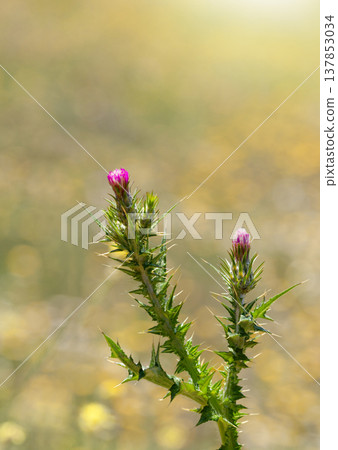 Thistle Buds Against a Softly Blurred Field Thistle Buds Against a Softly Blurred Field 137853034