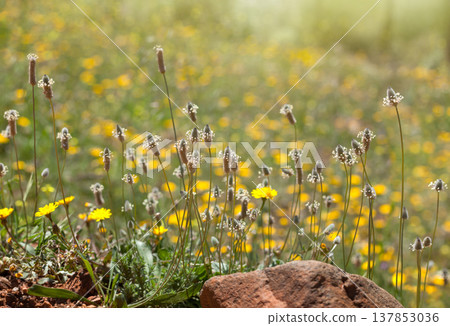 Wild Plantago and Yellow Flowers in Sunlight 137853036