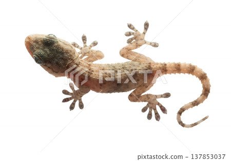 Gecko on White 137853037