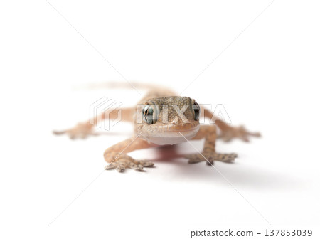 Gecko en face on White Background Gecko en face on White Background 137853039