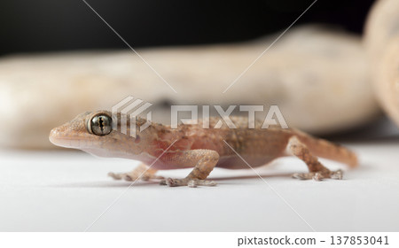 Gecko in Profile with Soft Background 137853041