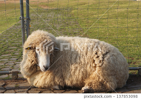 A lone sheep laying on a green meadow A lone sheep laying on a green meadow 137853098