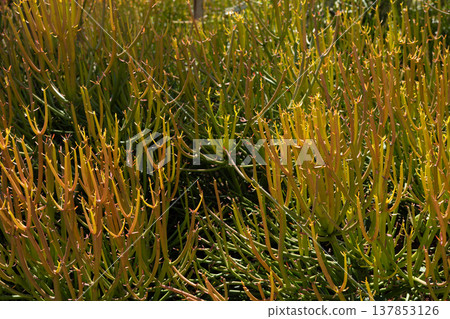 Eurbia tirucalli cristata, pencil tree plant in the field Eurbia tirucalli cristata, pencil tree plant in the field 137853126
