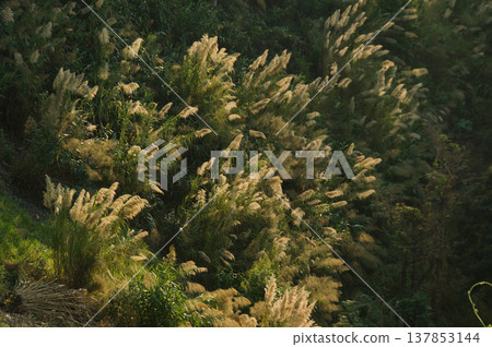 Dancing Pampas Grass in the Breeze, a beautiful nature scene. Dancing Pampas Grass in the Breeze, a beautiful nature scene. 137853144