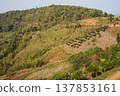 Scenic landscape of a rolling hill filled with lush greenery and vegetation 137853161