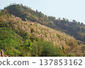 The beauty of nature, A mountain covered with lush greenery 137853162