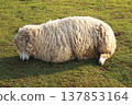 A lone sheep grazing on a green meadow 137853164