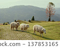 Three sheep walking on a green meadow with scenic mountains and trees in the background, a peaceful outdoor moment. 137853165