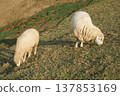 Two sheep grazing on a green hillside with scenic mountains and trees in the background, a peaceful outdoor moment. 137853169
