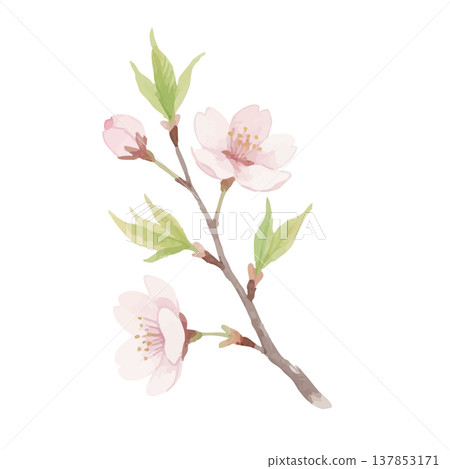水彩風格櫻花插畫 水彩風格櫻花插畫 137853171
