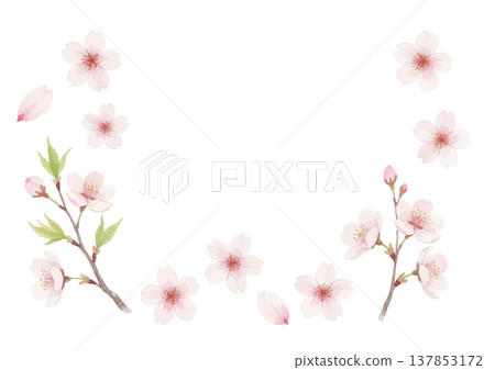 Watercolor style cherry blossom illustration Watercolor style cherry blossom illustration 137853172