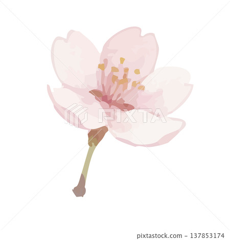 Watercolor style cherry blossom illustration Watercolor style cherry blossom illustration 137853174