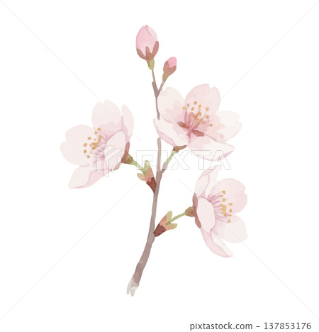 水彩風格櫻花插畫 137853176