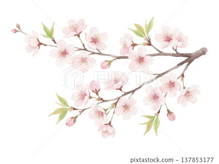 水彩風格櫻花插畫 水彩風格櫻花插畫 137853177