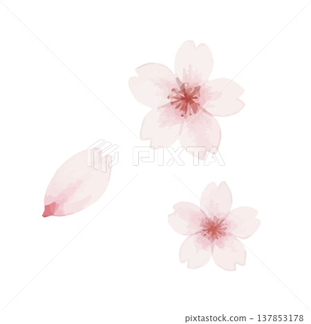 水彩風格櫻花插畫 水彩風格櫻花插畫 137853178