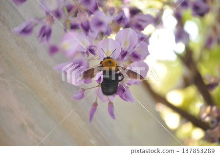 A bumblebee attracted to a wisteria flower A bumblebee attracted to a wisteria flower 137853289