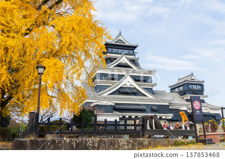 熊本縣熊本市的秋天：熊本城，日本百座名城之一，有天守閣和巨大的銀杏樹。 137853468