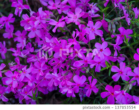 苔蘚福祿考風景 137853554