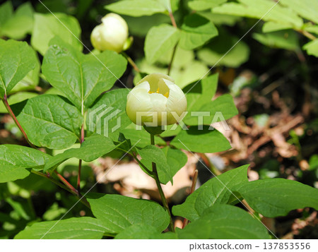 牡丹風景 137853556