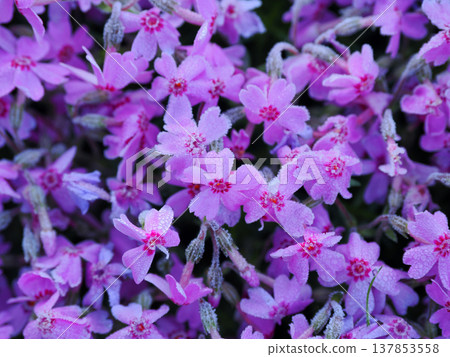 苔蘚福祿考風景 137853558