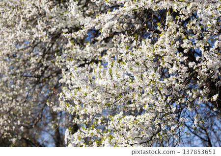 White blossom canopy beneath a cloudless spring sky. Renewal, abundance, seasonal change, orchard beauty, tranquility, growth, freshness, openness, and natural harmony in sunlight. White blossom canopy beneath a cloudless spring sky. Renewal, abundance, seasonal change, orchard beauty, tranquility, growth, freshness, openness, and natural harmony in sunlight. 137853651