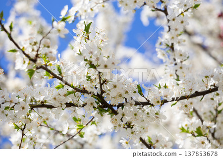 Close view of white spring blossoms covering slender branches. Fragility, renewal, pollination, biodiversity, seasonal rhythm, and botanical detail expressed through texture, light, and natural 137853678