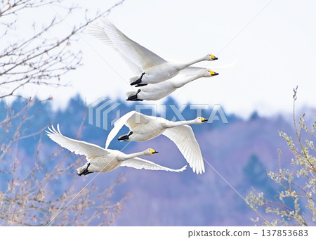 Swans, Hokkaido 137853683